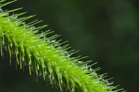 Image of Cyperus Sedge