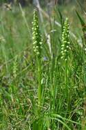 Image of Bog orchid