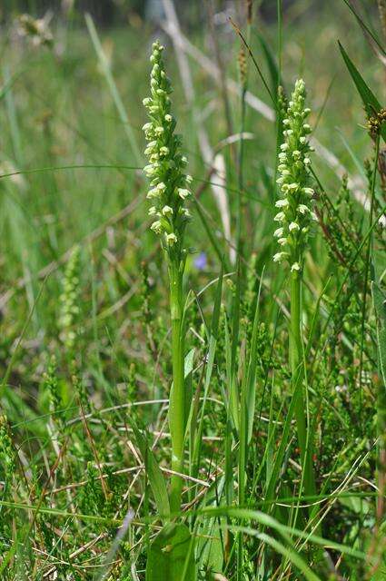 Image of Bog orchid