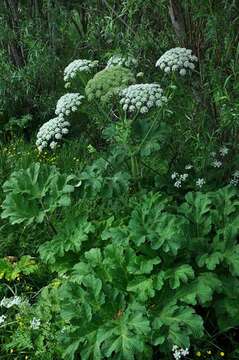 Plancia ëd Heracleum platytaenium Boiss.