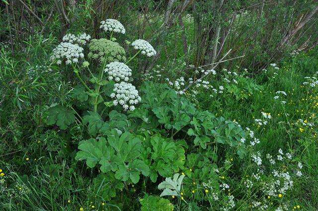 Image of Heracleum platytaenium Boiss.