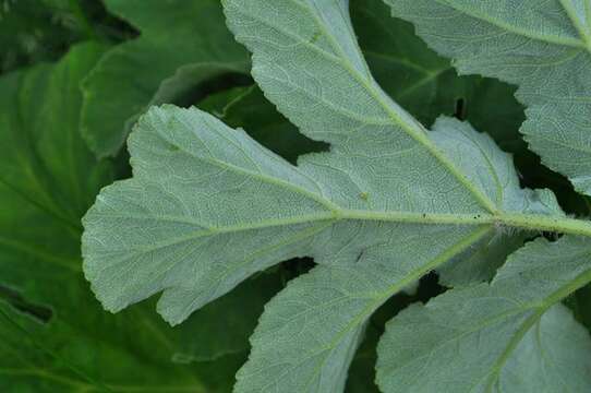 Plancia ëd Heracleum platytaenium Boiss.