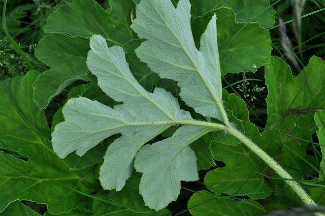 Image of Heracleum platytaenium Boiss.