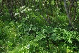 Image of Heracleum platytaenium Boiss.