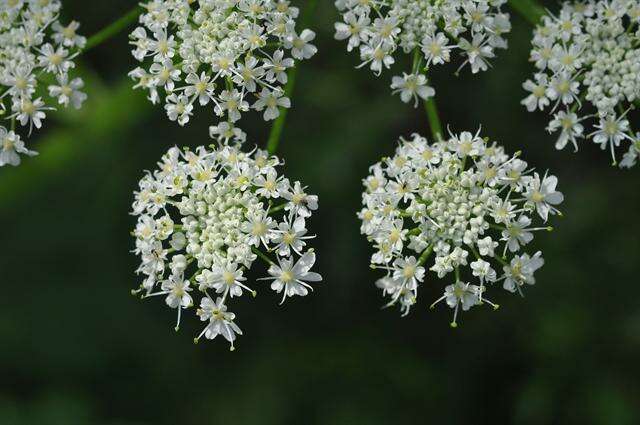 Image of Heracleum platytaenium Boiss.