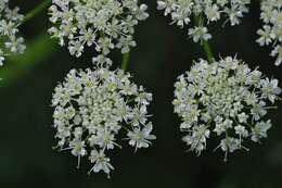 Image of Heracleum platytaenium Boiss.