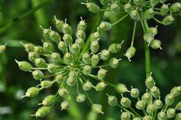 Image of Heracleum platytaenium Boiss.