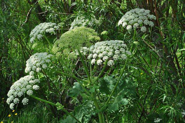 Image of Heracleum platytaenium Boiss.