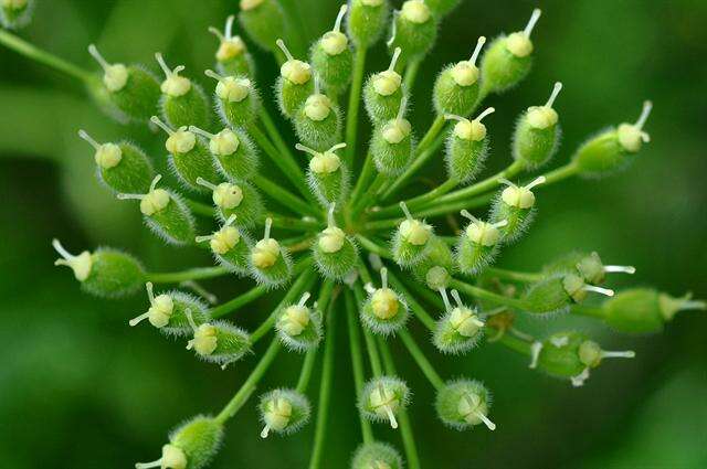 Image of Heracleum platytaenium Boiss.