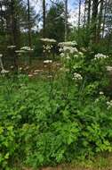 صورة Heracleum sphondylium subsp. sphondylium