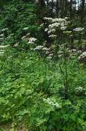 Image of Heracleum sphondylium subsp. sphondylium