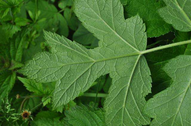 Image of Heracleum sphondylium subsp. sphondylium