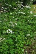 Image of Heracleum sphondylium subsp. sphondylium