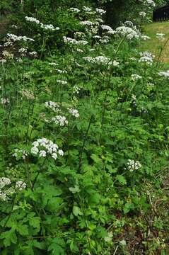 صورة Heracleum sphondylium subsp. sphondylium