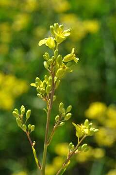 Image of Russian Mustard