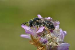 Image of digger bees