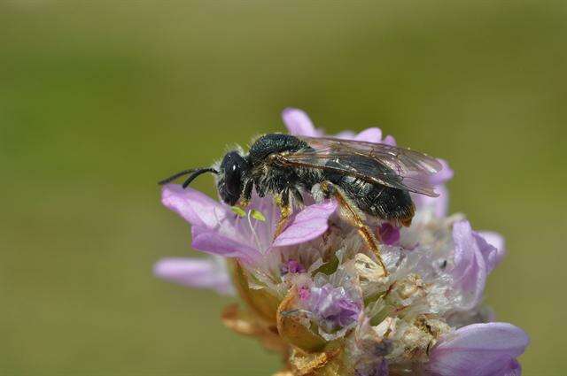 Image de Andrena Fabricius 1775