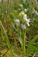 Image of Western Marsh-orchid