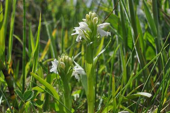 Image of Western Marsh-orchid