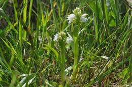 Imagem de Dactylorhiza majalis (Rchb.) P. F. Hunt & Summerh.