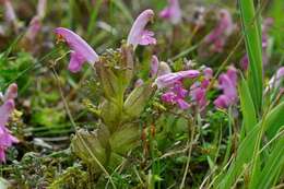 Imagem de Pedicularis sylvatica L.