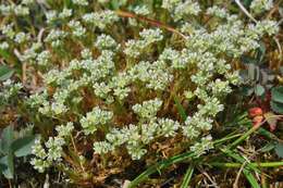 Image of German knotgrass