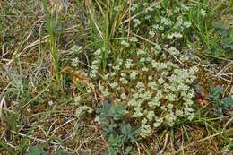 Image of German knotgrass