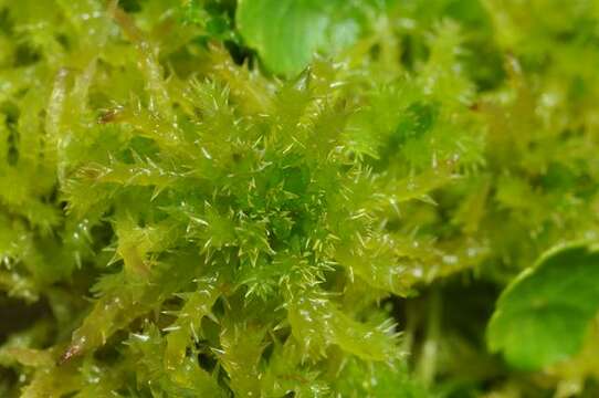 Image of sphagnum