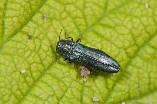 Image of Agrilus