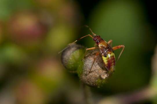 Imagem de Closterotomus