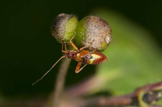 Image of Closterotomus