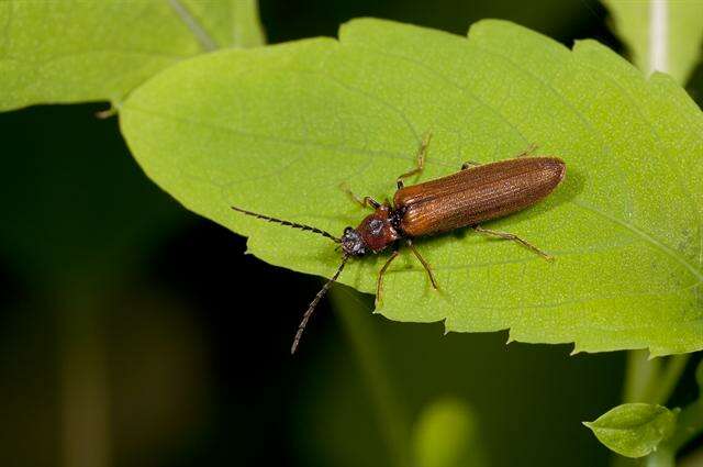 Image of <i>Denticollis linearis</i>