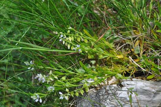 Image of Milkwort