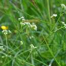 Image of Galium valdepilosum Heinr. Braun