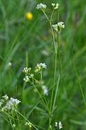 Image of Galium valdepilosum Heinr. Braun