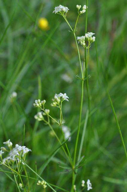 Image of Galium valdepilosum Heinr. Braun