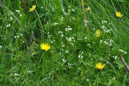 Image of Galium valdepilosum Heinr. Braun