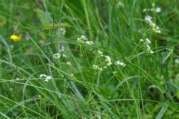 Image of Galium valdepilosum Heinr. Braun