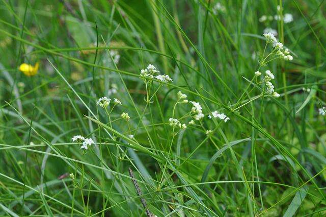 Image of Galium valdepilosum Heinr. Braun