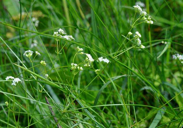 Image of Galium valdepilosum Heinr. Braun