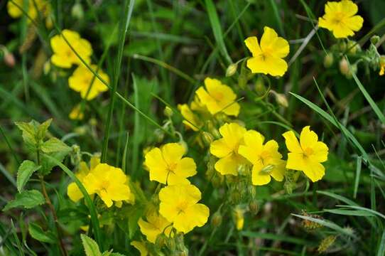 Image of Helianthemum nummularium subsp. obscurum (Celak.) J. Holub