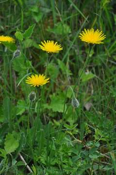 Image of hawkbit