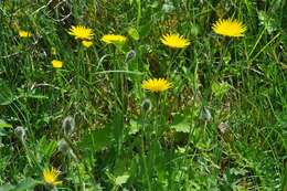 Image of hawkbit