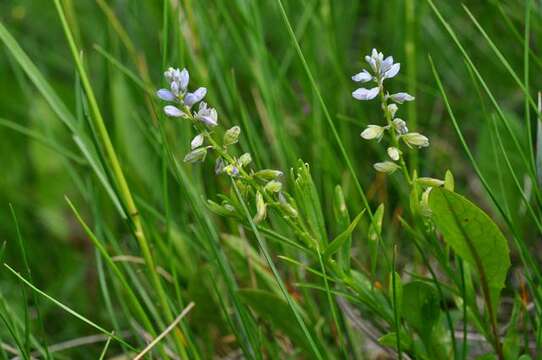 Image of Milkwort