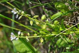 Image of Milkwort