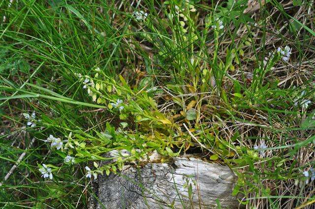 Image of Milkwort