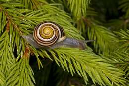 Image of Banded snails