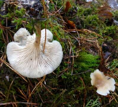 Image de Clitocybe marginella Harmaja 1969