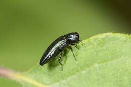 Image of Agrilus