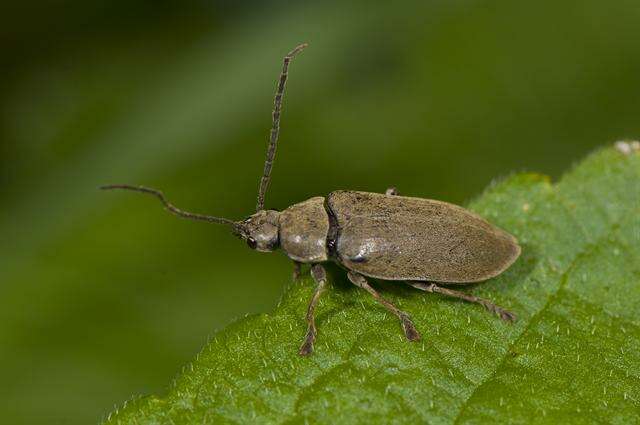 Image of dascillid soft-bodied plant beetles